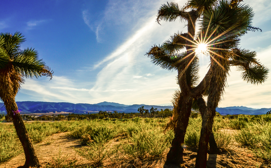 A beautiful shot of the sun shining through Joshua trees in Victorville, Californ