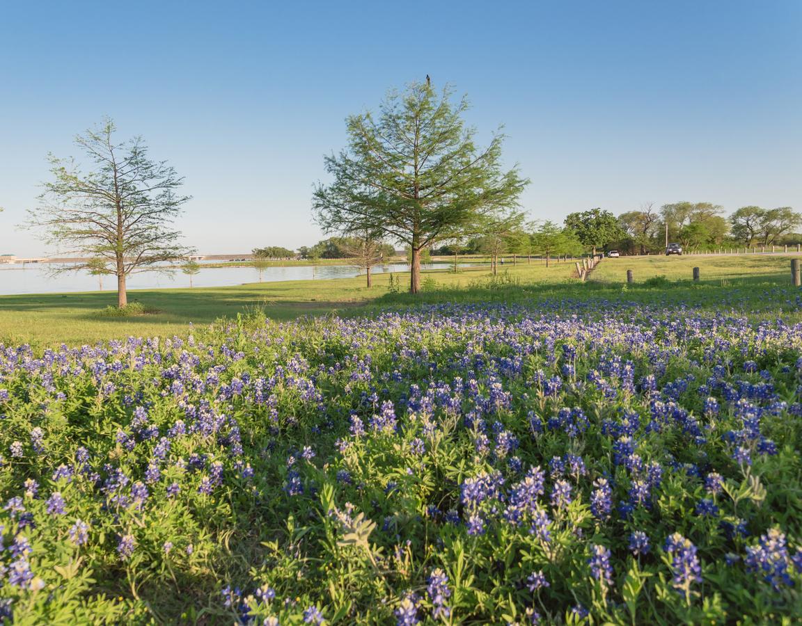 Field of bluebonnets on a lakeshore.