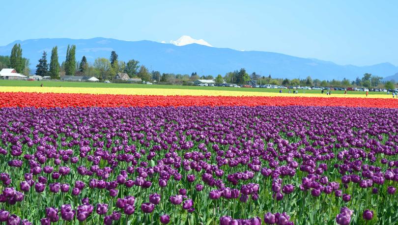 Field of tulips with mountains in the background in Skagit County Washington.