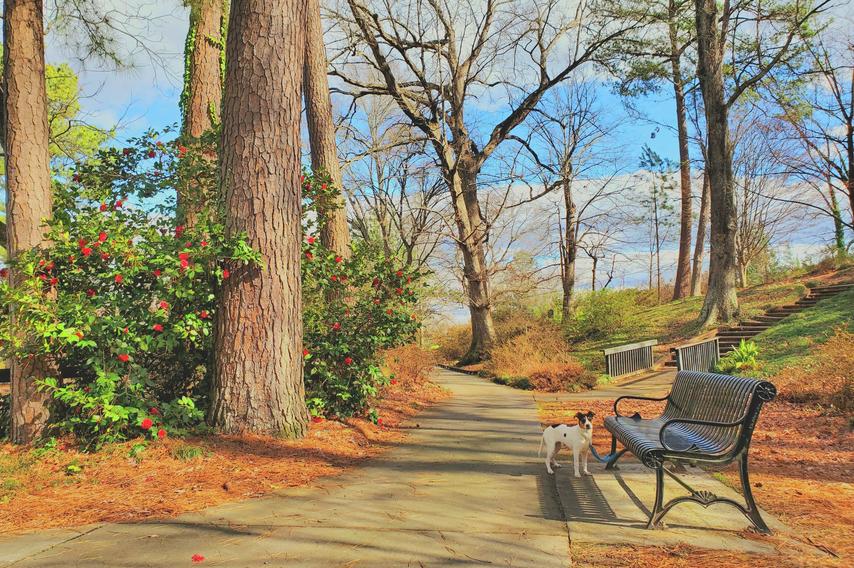 A dog standing near a park bench along a walking trail in Glencairn Garden in Rock HIll.