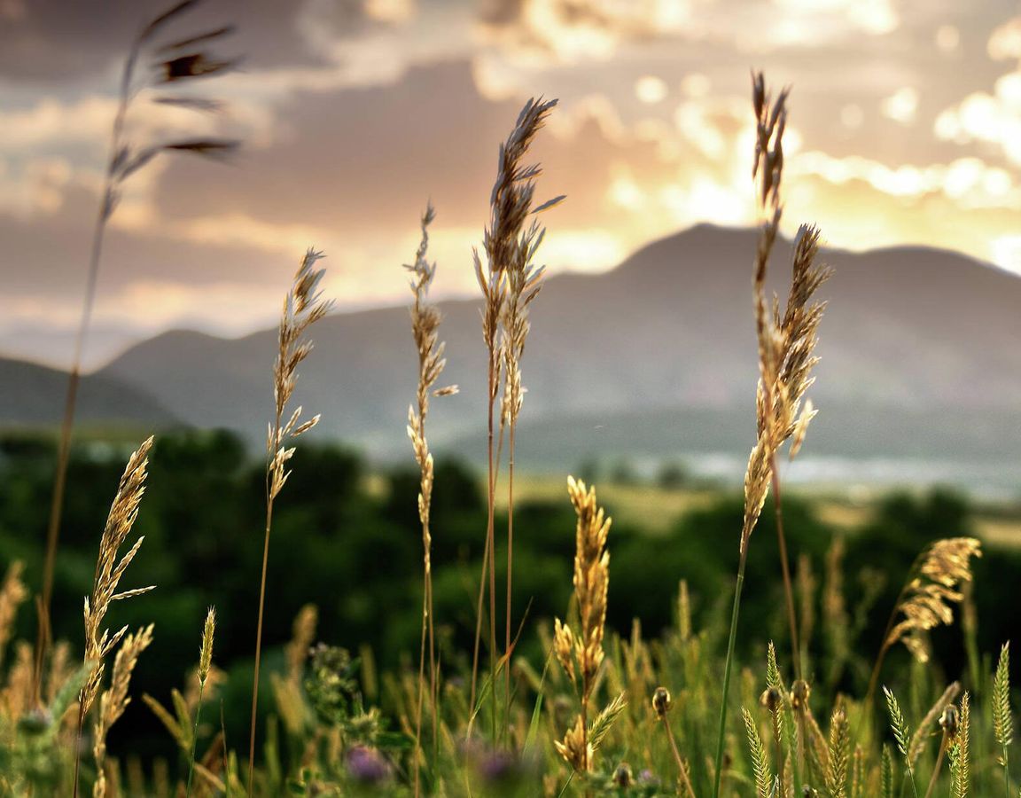 Colorado grassy field at dusk with wildgrass, trees, and mountains off in the distance
