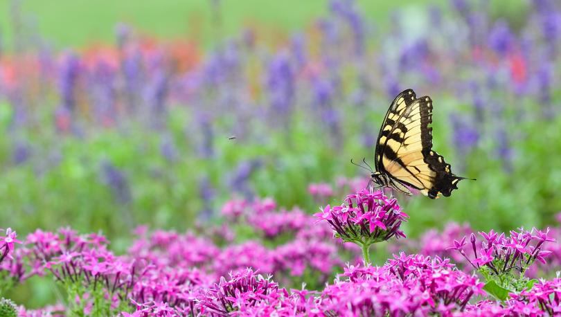 Butterfly on a flower in a garden