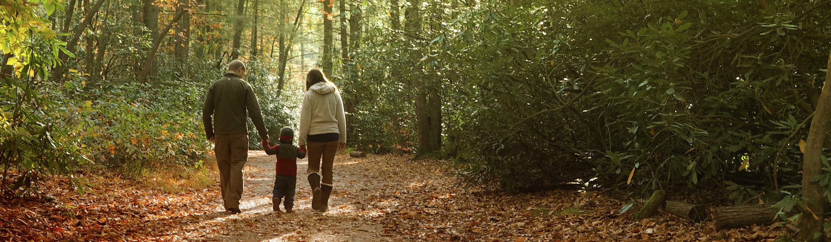 Family walking in forest at sunset
