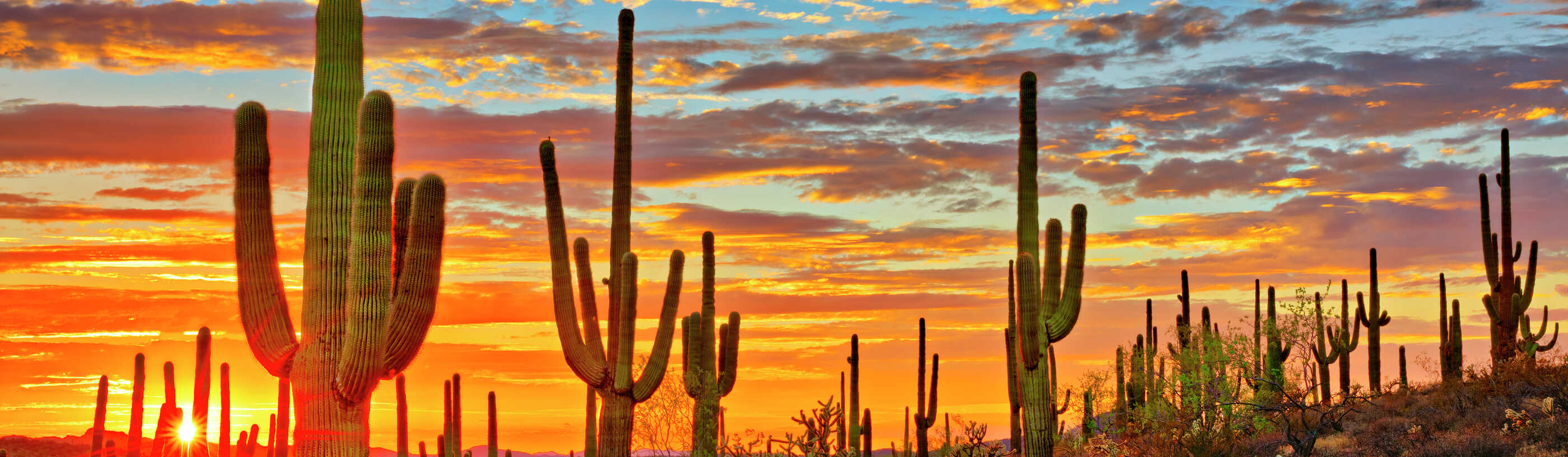 Phoenix, Arizona Sonoran Desert at sunset showing numerous saguaro cacti, desert plants, and cloudy silver-lined clouds