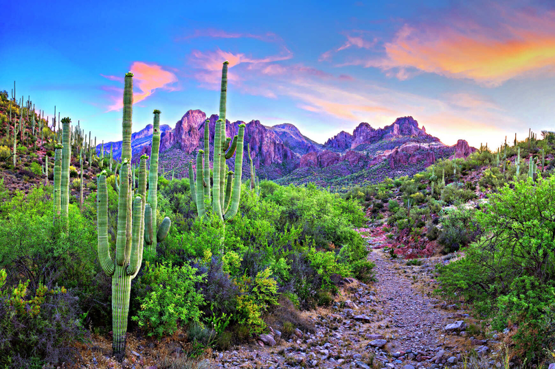 Phoenix, Arizona hiking trail showing blooming saguaros, rocky dry river bed, and mountains in the distance