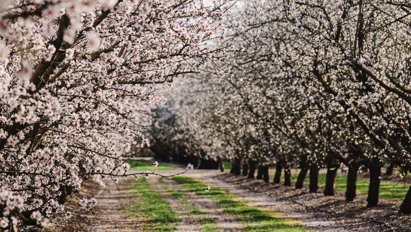Almond farm at spring with rows of white blooming trees in Modesto, California.