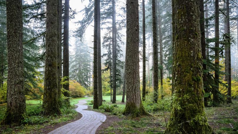 Winding trail through trees at Silver Falls State Park