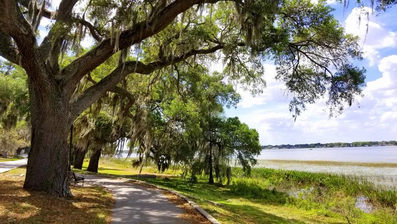 An oak tree with moss by the lake near Heritage Park, Winter Haven, Florida, U.S.A