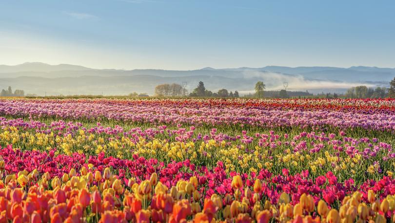 Colorful tulip filed in the morning in Woodburn, Oregon