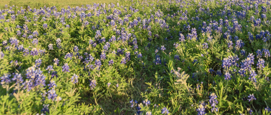 Field of bluebonnets on a lakeshore.