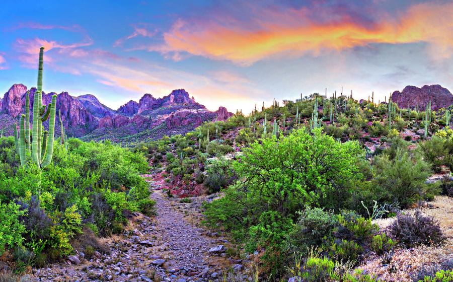 Phoenix, Arizona hiking trail showing blooming saguaros, rocky dry river bed, and mountains in the distance