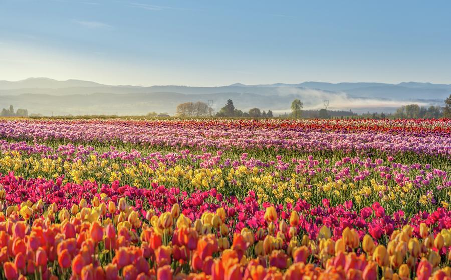 Colorful tulip filed in the morning in Woodburn, Oregon