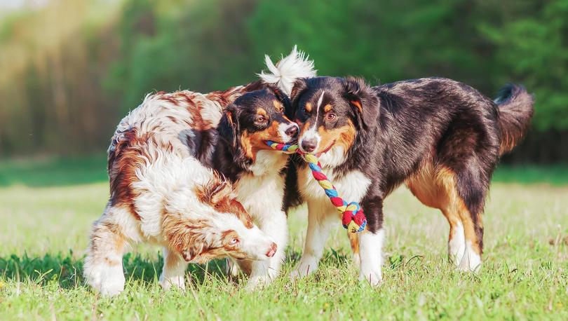 Dogs playing tug of war.