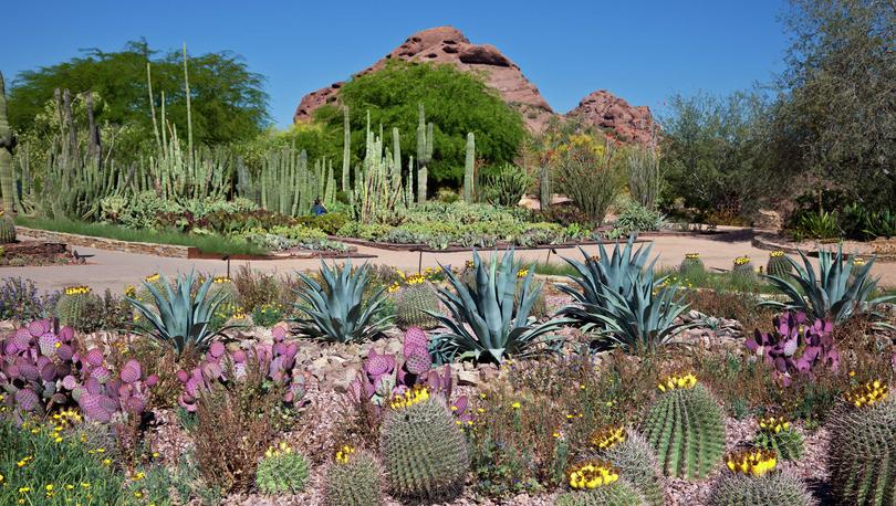 Phoenix, Arizona Botanical Gardens showing barrel cacti, agave plants, and prickly pears