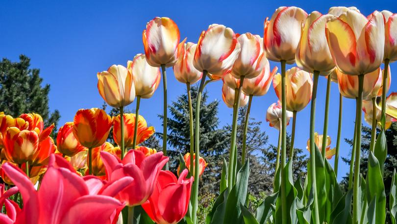 Tulips blooming in the spring time at Thanksgiving Point.