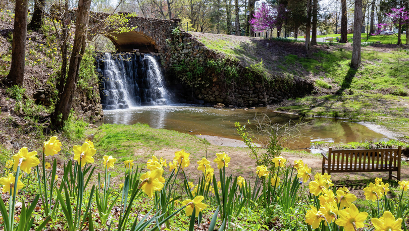 Reynolda Gardens in Winston-Salem, North Carolina park with waterfall feature, bridge, and blooming yellow flowers