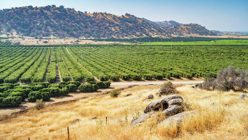 Bakersfield, California orange groves with countless fruit trees, dead tall grass in front, and bushy mountains in the back