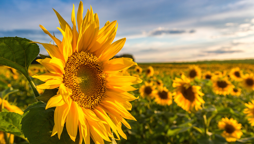 Sunflower field