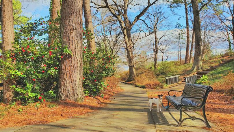 A dog standing near a park bench along a walking trail in Glencairn Garden in Rock HIll.