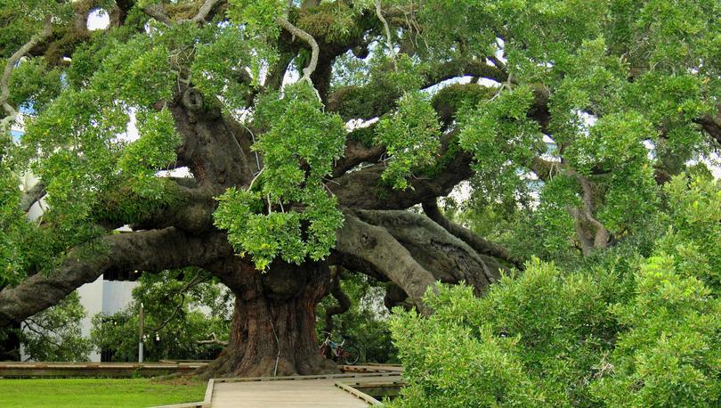 Jacksonville, Florida very large ancient oak tree with numerous leafy branches, wooden walkway, and grassy grounds