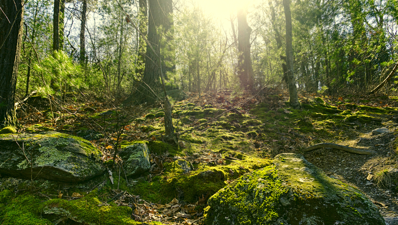 The sun shines through lush vegetation in Michaux State Forest.