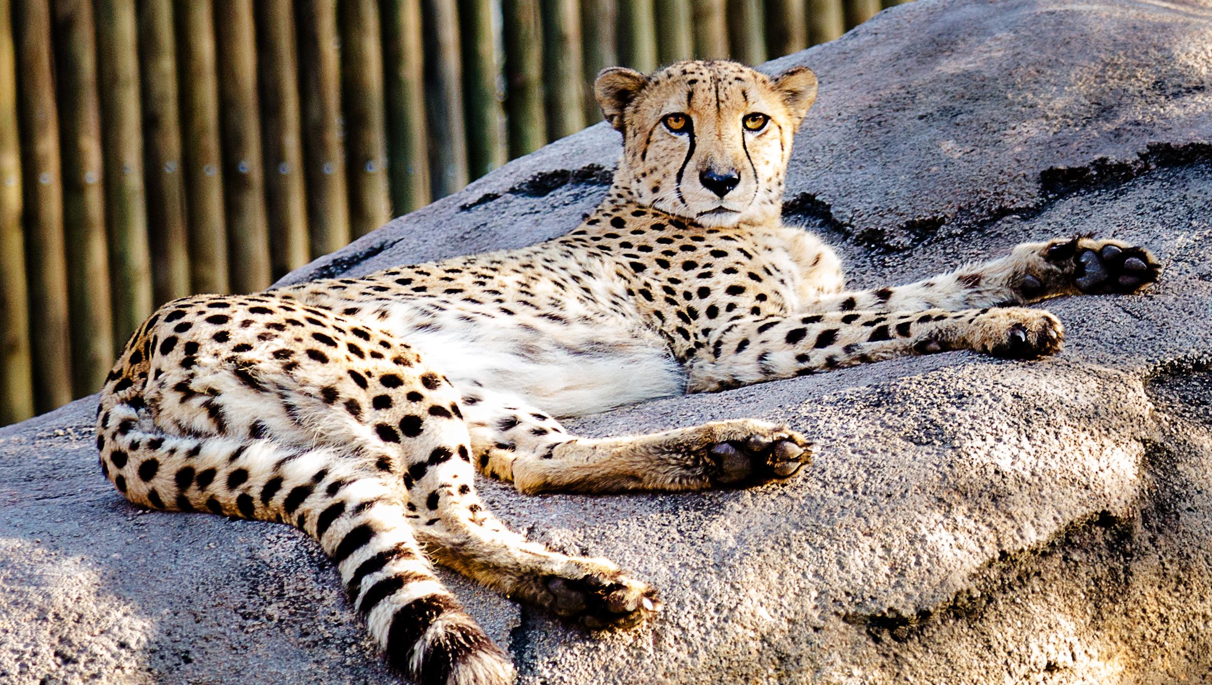 Cheetah lounging on a rock at the zoo