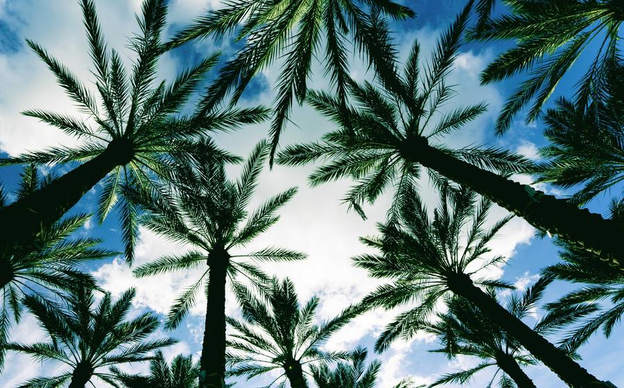 Tampa, Florida palm trees from the ground looking up with white clouds and blue skies