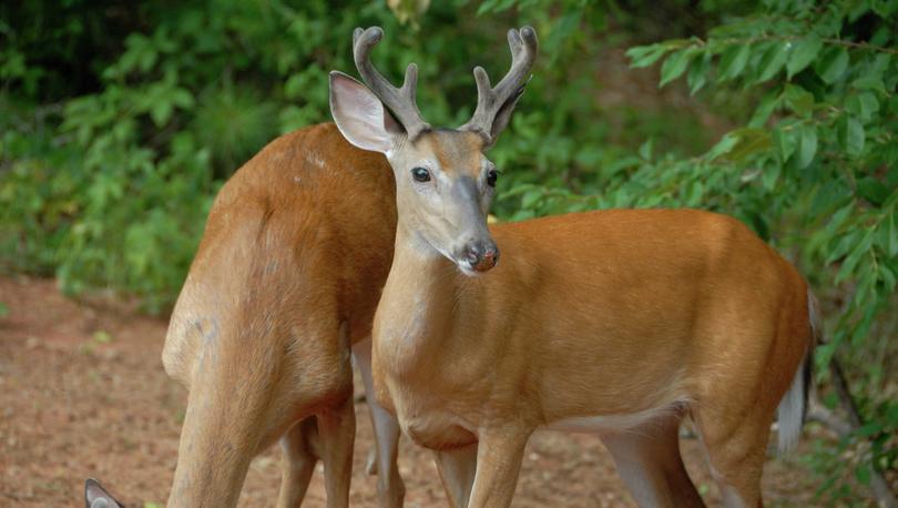 Two buck deer one foraging for food on the ground and the other looking alert