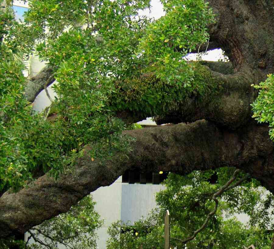 Jacksonville, Florida very large ancient oak tree with numerous leafy branches, wooden walkway, and grassy grounds