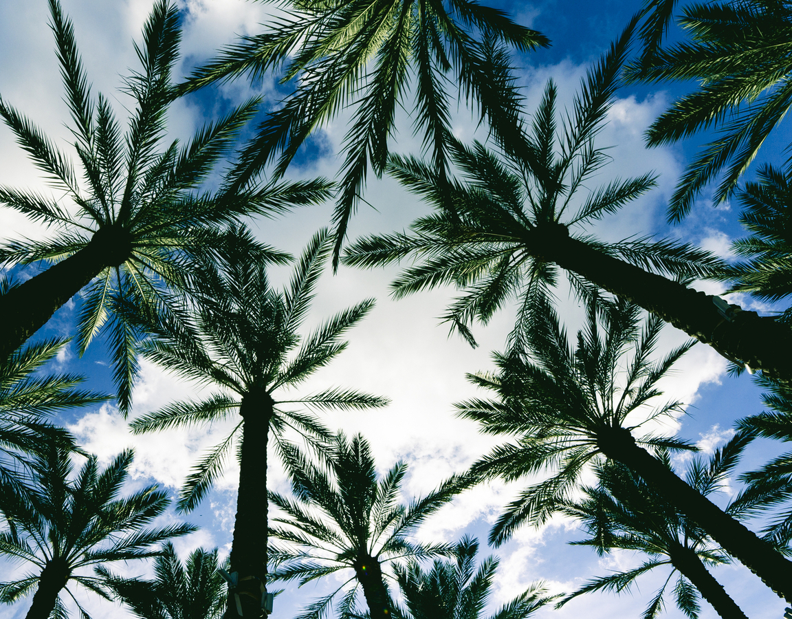 Tampa, Florida palm trees from the ground looking up with white clouds and blue skies