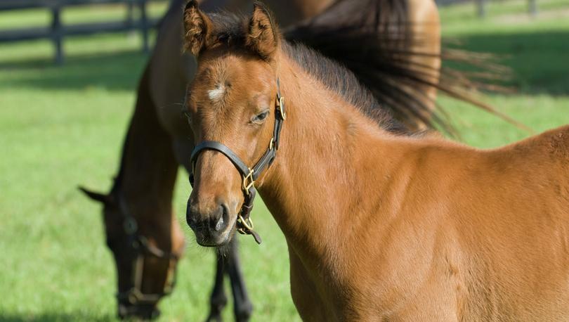 Horses are grazing Ocala, Marion County, Florida where it is also referred to as Horse Country