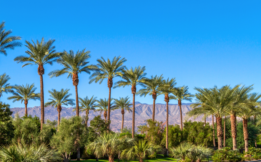 Green landscape with a row of palm trees and mountain range in the background in the Coachella Valley in California 