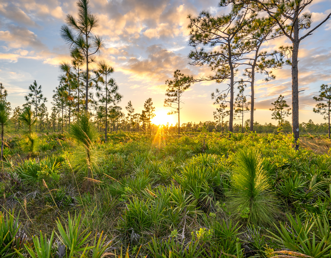 Nature preserve near Orlando, Florida.