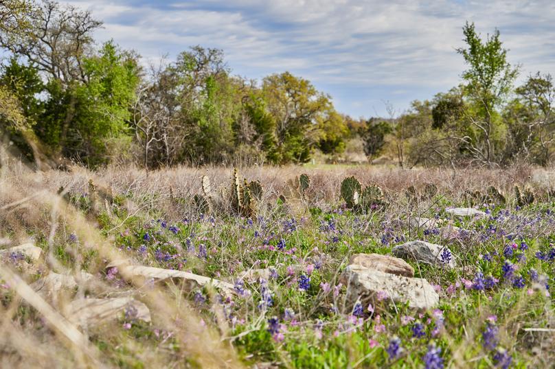Bluebonnets and cactus in the Texas Hill Country.