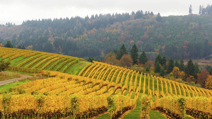 Fall colors on rolling hills of grapevines at vineyards in Oregon.