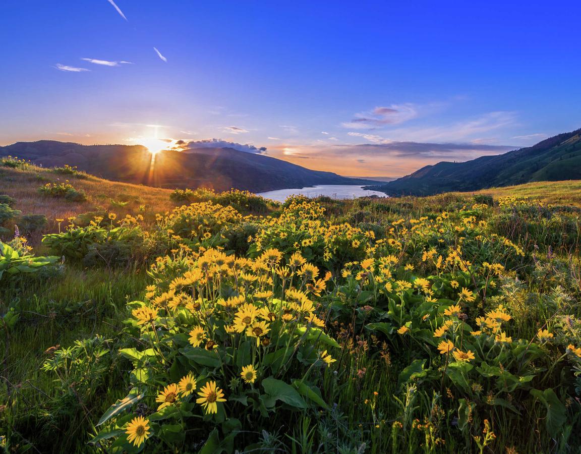Portland, Oregon Columbia River Gorge showing blooming yellow natural flowers, rolling mountains, and the setting sun