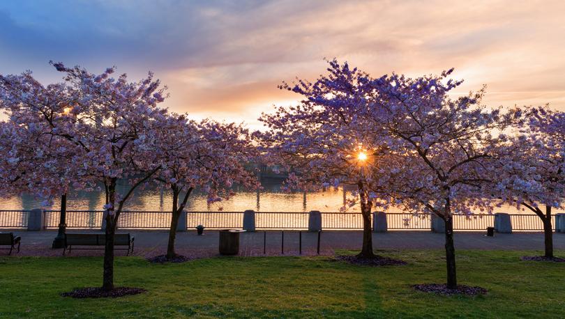 Cherry trees at sunset in Portland at McCall Waterfront Park in downtown along Willamette River.