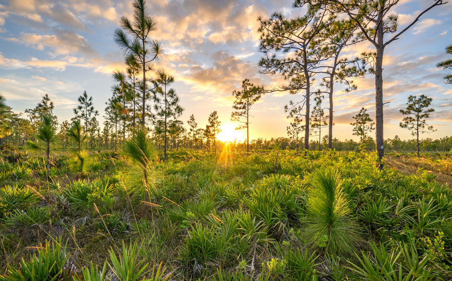 Nature preserve near Orlando, Florida.