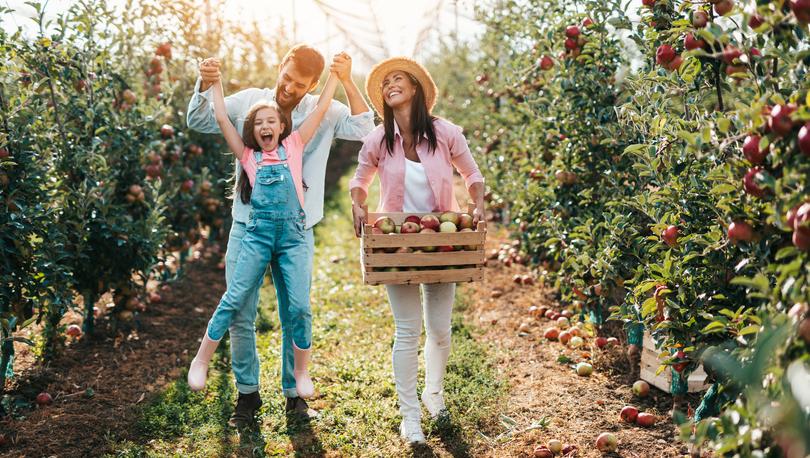 Family apple picking